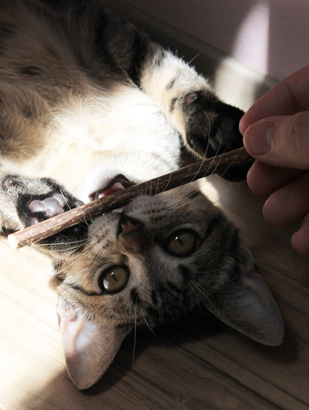 cat playing with silver vine